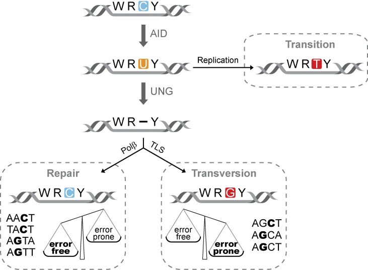 Figure 6.