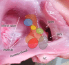 Figure 3