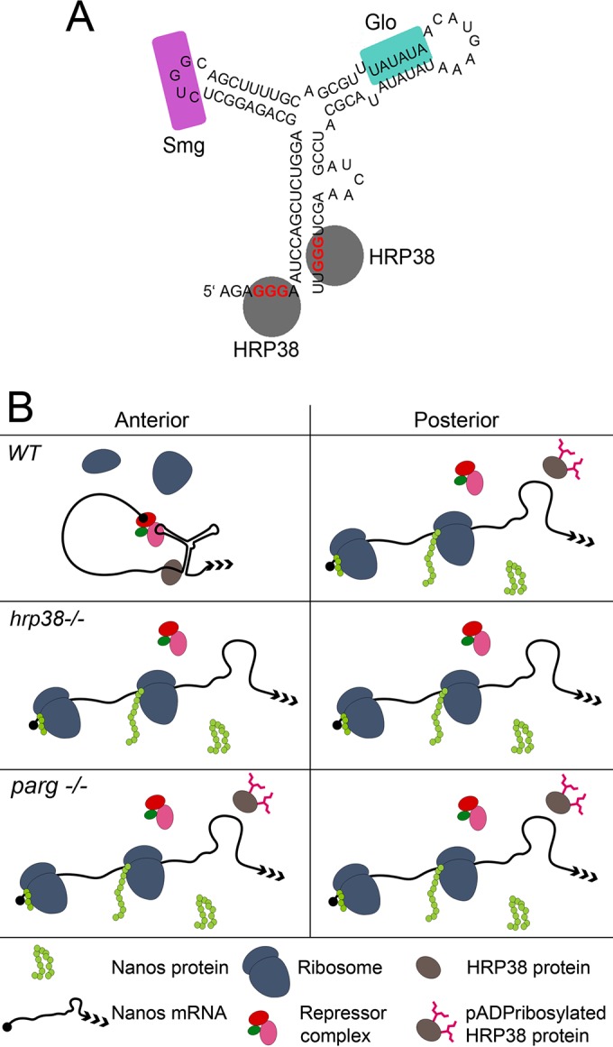 FIG 6