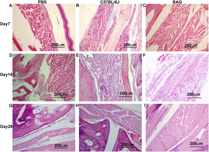 Fig 5