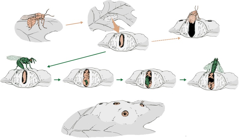 Figure 1.