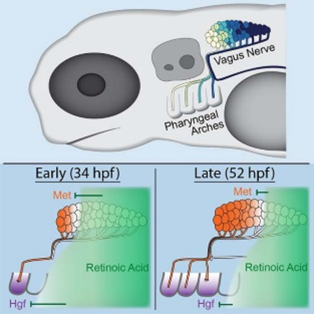 graphic file with name nihms-1585624-f0001.jpg