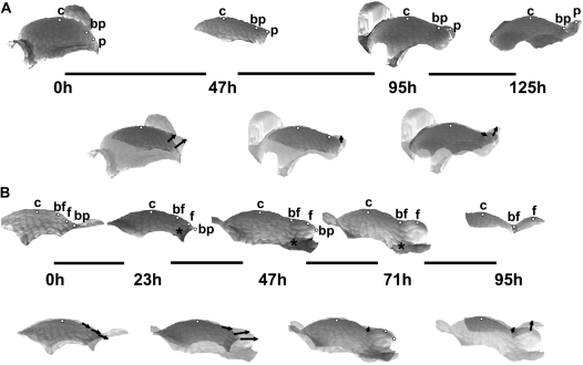 Fig. 5.