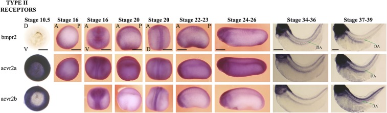 Fig. S1.