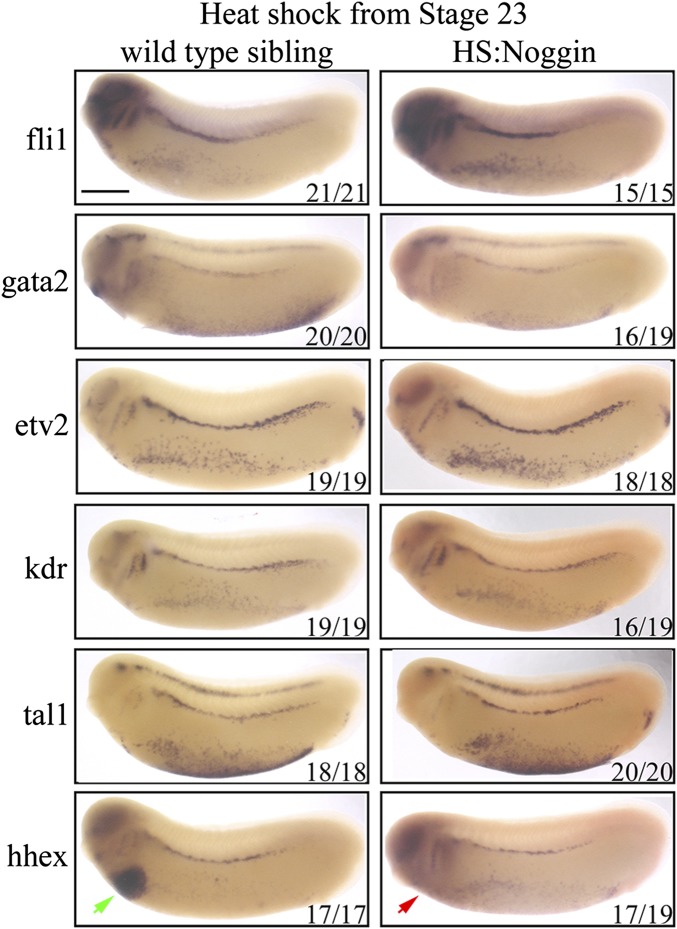 Fig. S5.