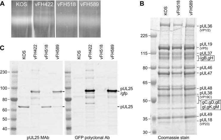 FIG 3