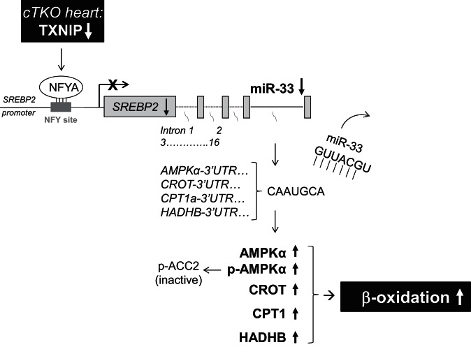 Fig. 13.