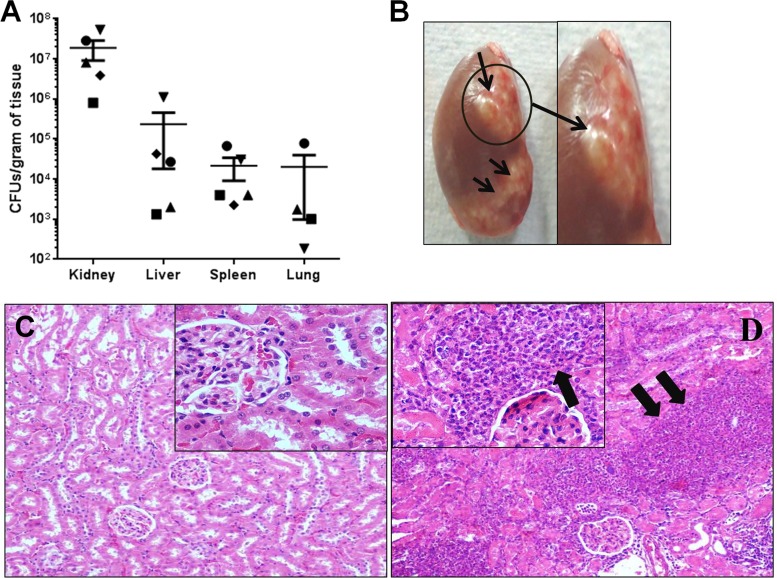 FIG 4