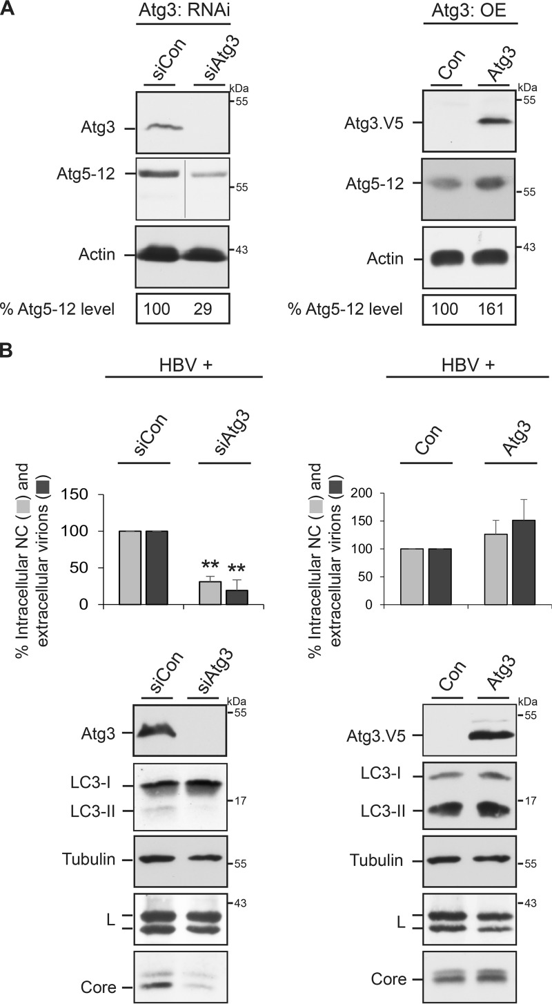 FIG 6