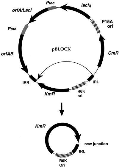 FIG. 2.