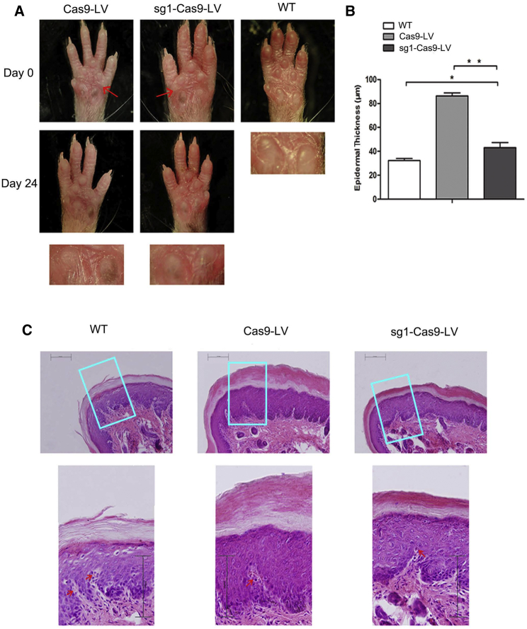 Figure 2