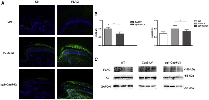 Figure 3