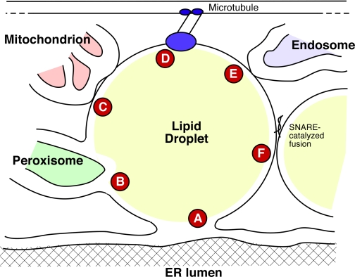 FIGURE 1.