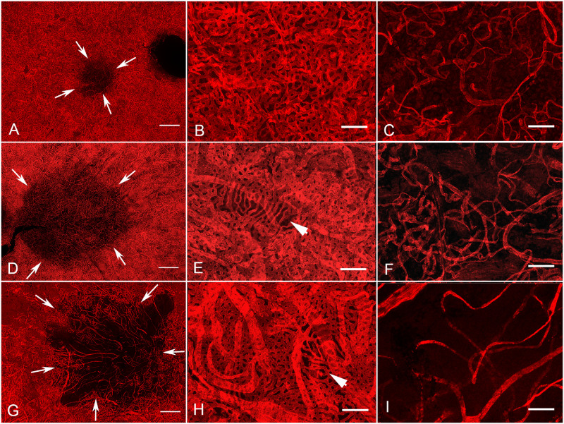 Figure 11.