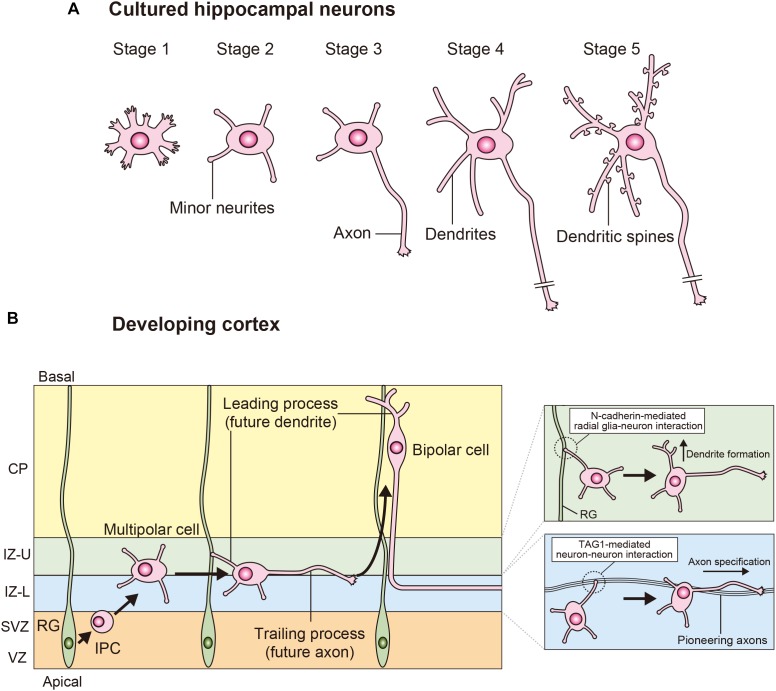 FIGURE 1