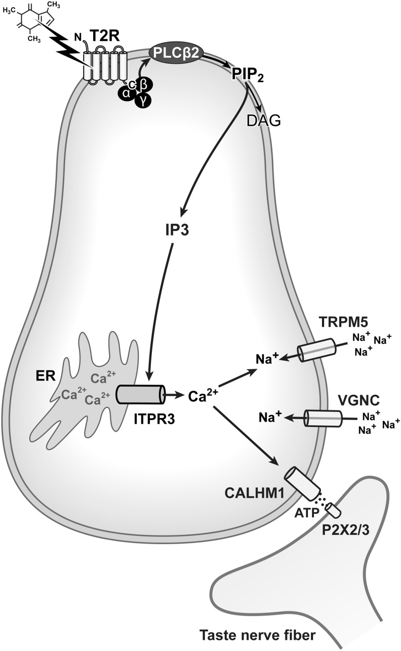 FIG. 1.