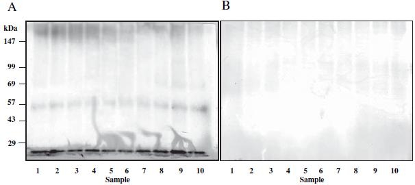 Fig. 6A,B