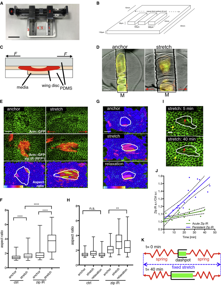 Figure 1