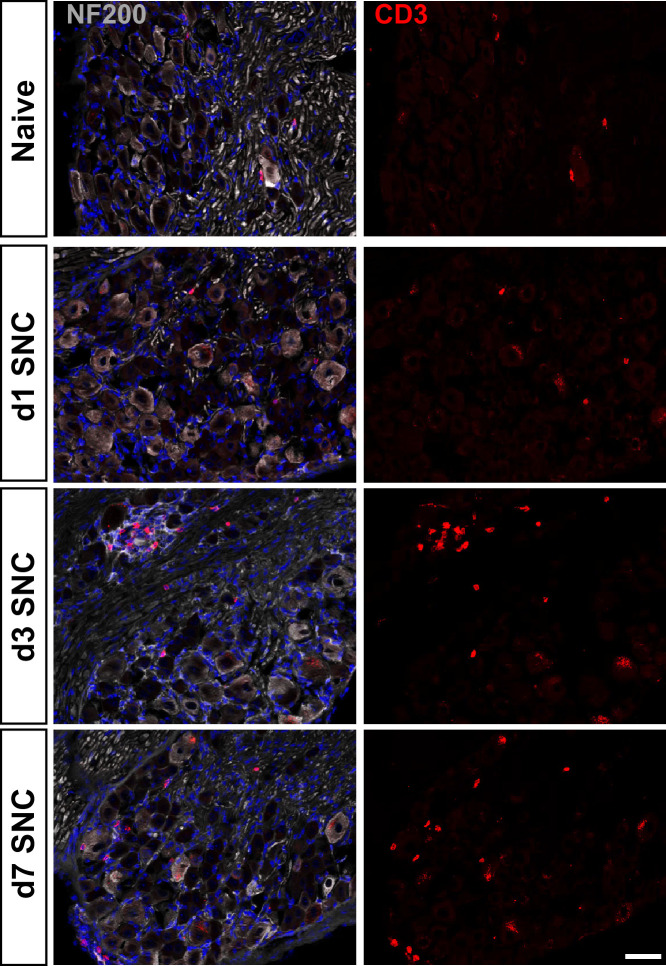 Figure 2—figure supplement 1.