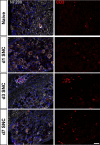 Figure 2—figure supplement 1.