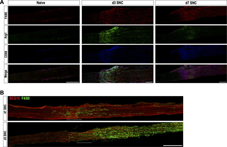 Figure 6—figure supplement 5.