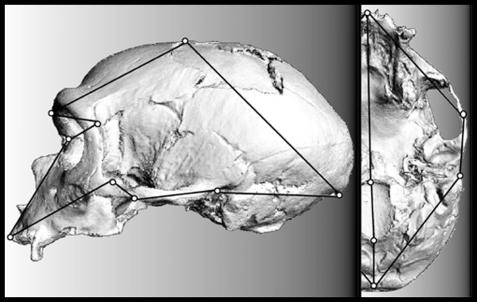 Neanderthal taxonomy reconsidered: Implications of 3D primate models of ...