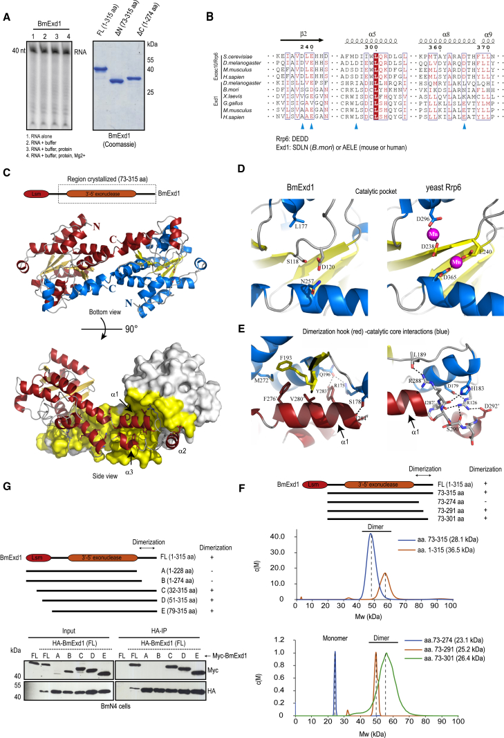 PIWI Slicing and EXD1 Drive Biogenesis of Nuclear piRNAs from Cytosolic ...