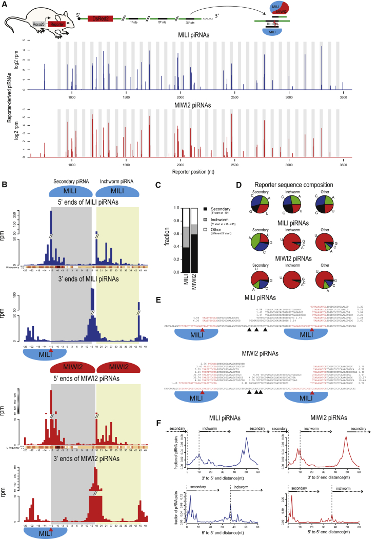 PIWI Slicing and EXD1 Drive Biogenesis of Nuclear piRNAs from Cytosolic ...