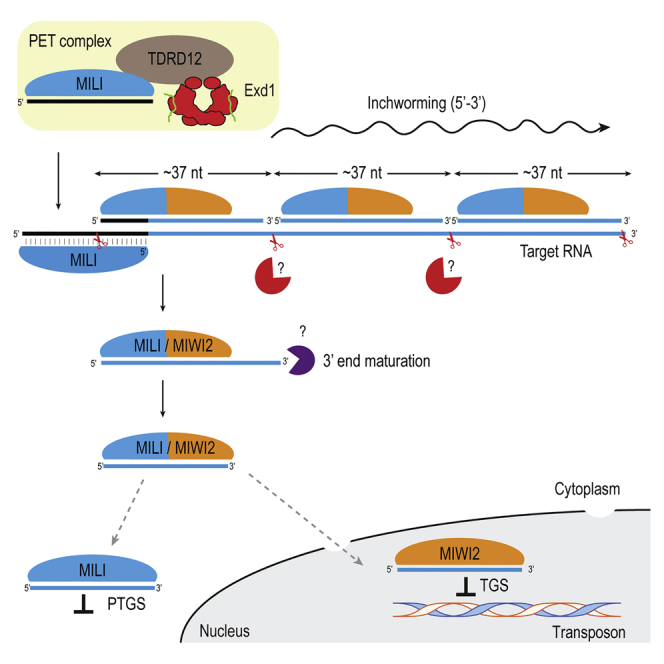 PIWI Slicing and EXD1 Drive Biogenesis of Nuclear piRNAs from Cytosolic ...