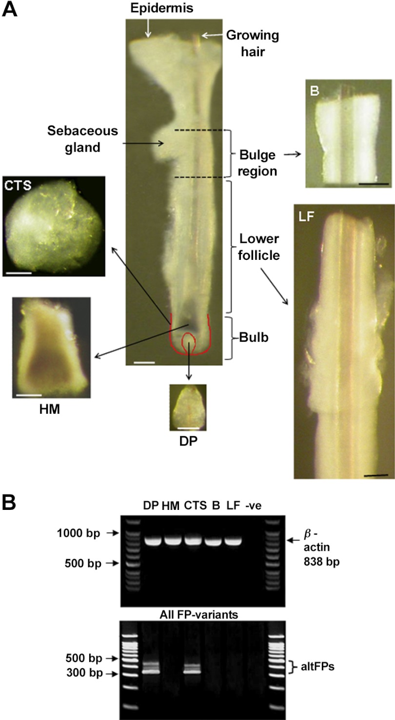 Figure 6.