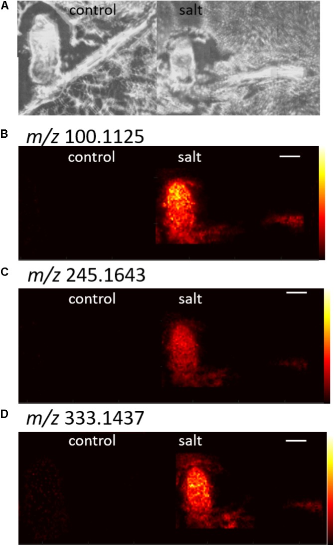 FIGURE 6