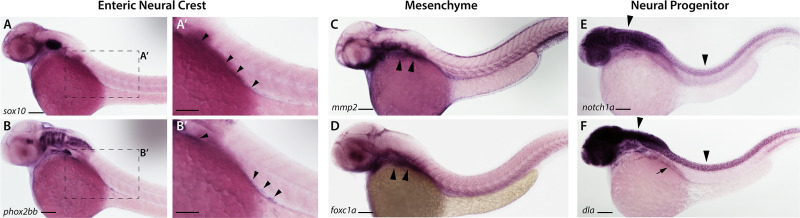 Figure 3—figure supplement 1.