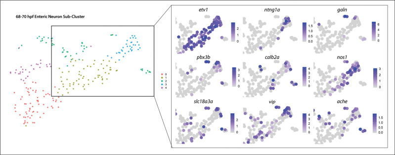 Figure 5—figure supplement 1.