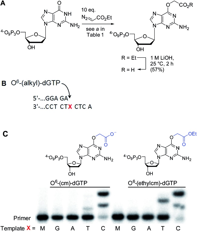 Fig. 6