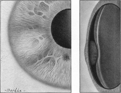 Fig. 9.