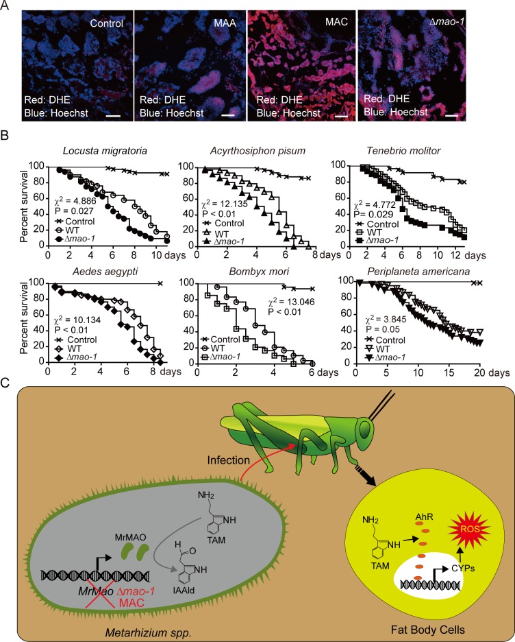 Fig 6