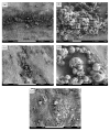 Fig. 13