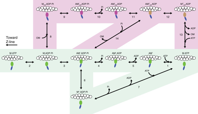 Fig. 6