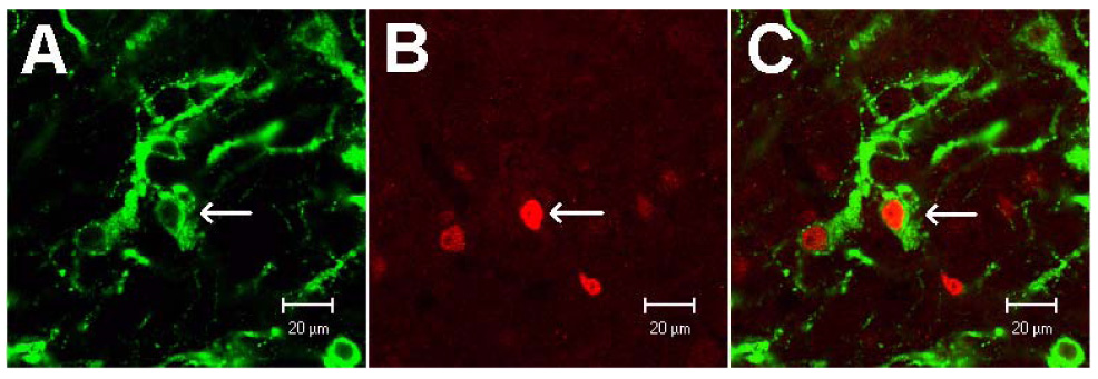 Figure 3.