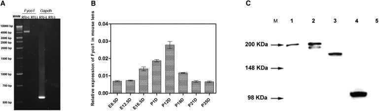 Figure 5