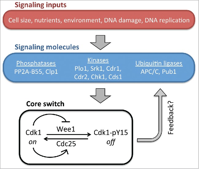 Figure 1.