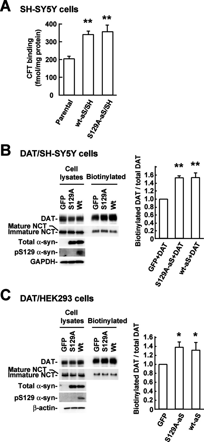 FIGURE 5: