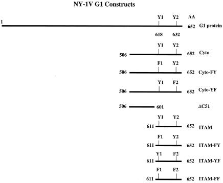 FIG. 1.