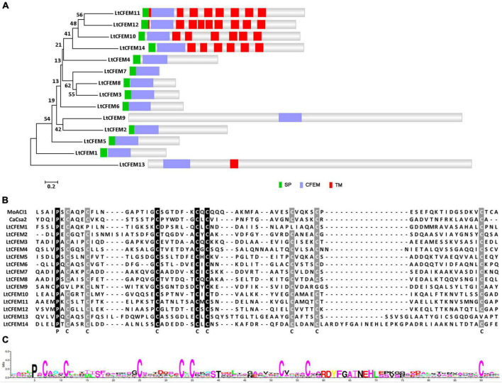 FIGURE 1