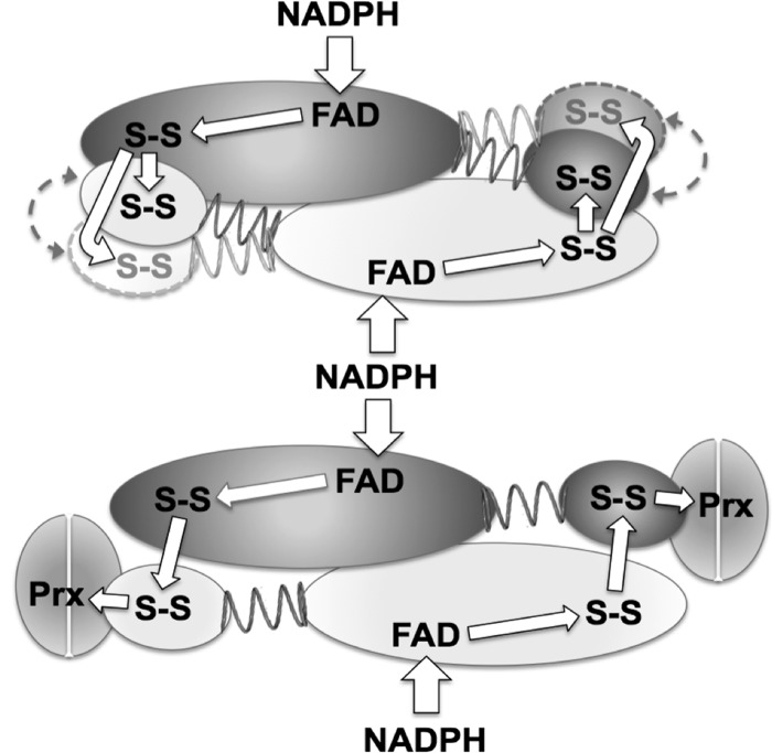 FIGURE 5.