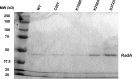 Figure 3—figure supplement 1.