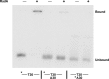 Figure 1—figure supplement 4.