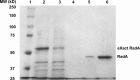 Figure 1—figure supplement 1.