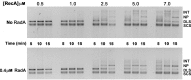 Figure 4—figure supplement 2.