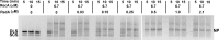 Figure 4—figure supplement 3.